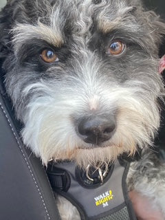 Mini Bernadoodle pictures