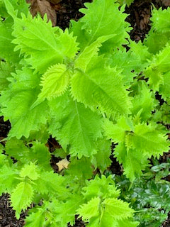 American Beauty Berry, Blood leaf, Busy lizzie orange, Busy Lizzie Pink, Perilla coleus, Heart of jesus pictures