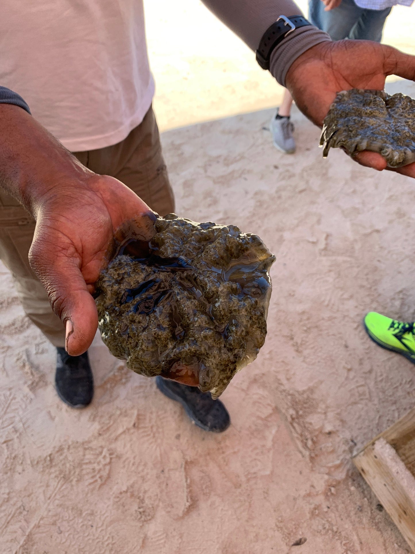 Male conch