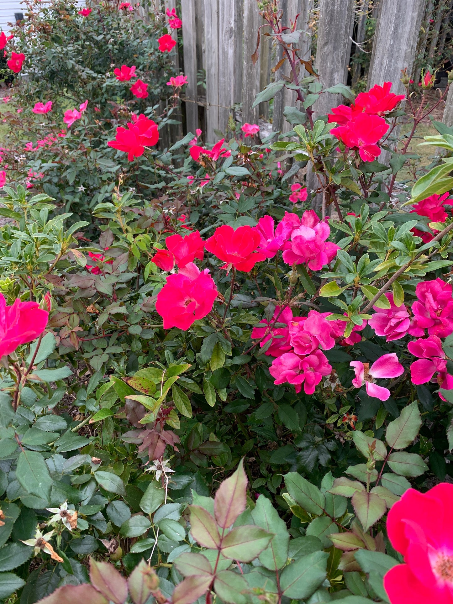 Royal Poinciana and other flower thumbnail