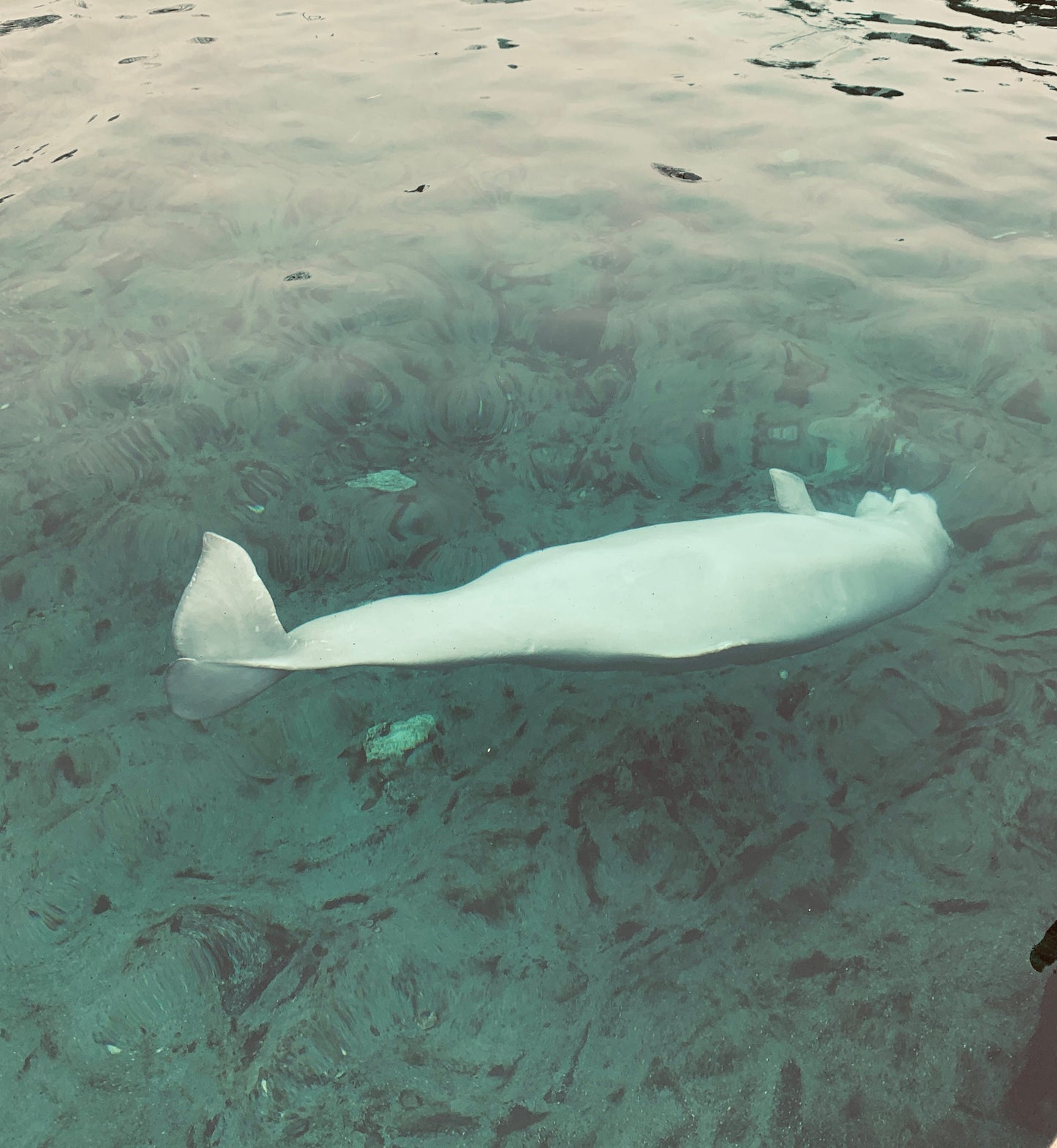 Belugas whale
