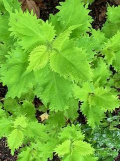 Beautiful pictures of plants