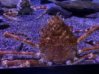 Japanese spider crab and sea urchins