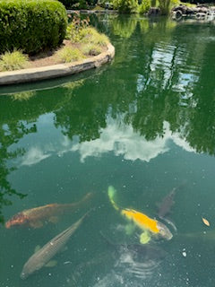 Koi fish bearers of good fortune and positive energy pictures