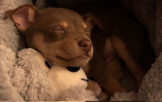 Dogs