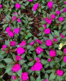 American Beauty Berry, Blood leaf, Busy lizzie orange, Busy Lizzie Pink, Perilla coleus, Heart of jesus pictures