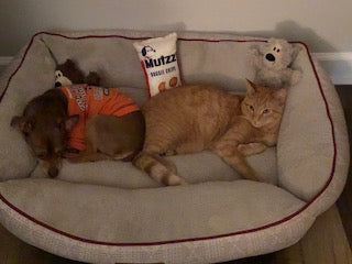 Grey and orange Cat Pictures