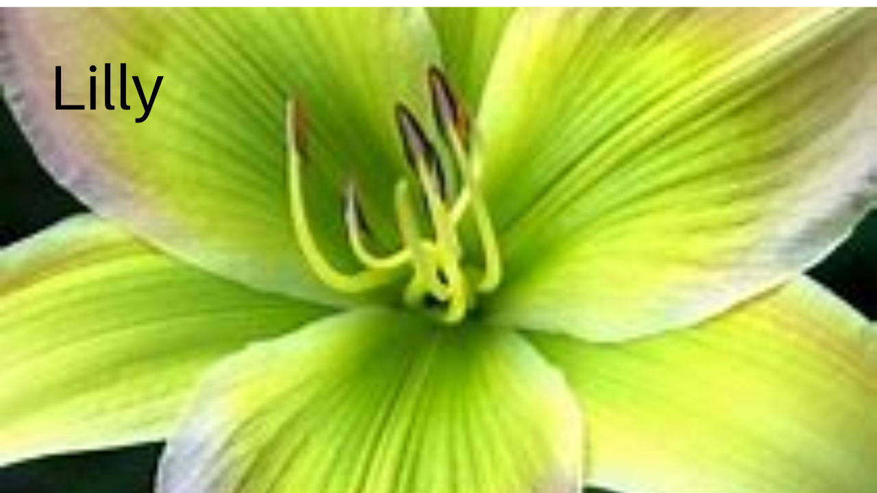 Orange, Pink, Red flower, lily, lily pod, Perilla,  Heart of Jesus, Coleus plant, thumbnail