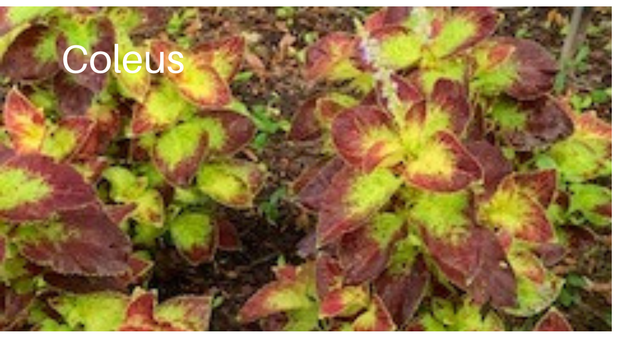 Orange, Pink, Red flower, lily, lily pod, Perilla,  Heart of Jesus, Coleus plant, thumbnail