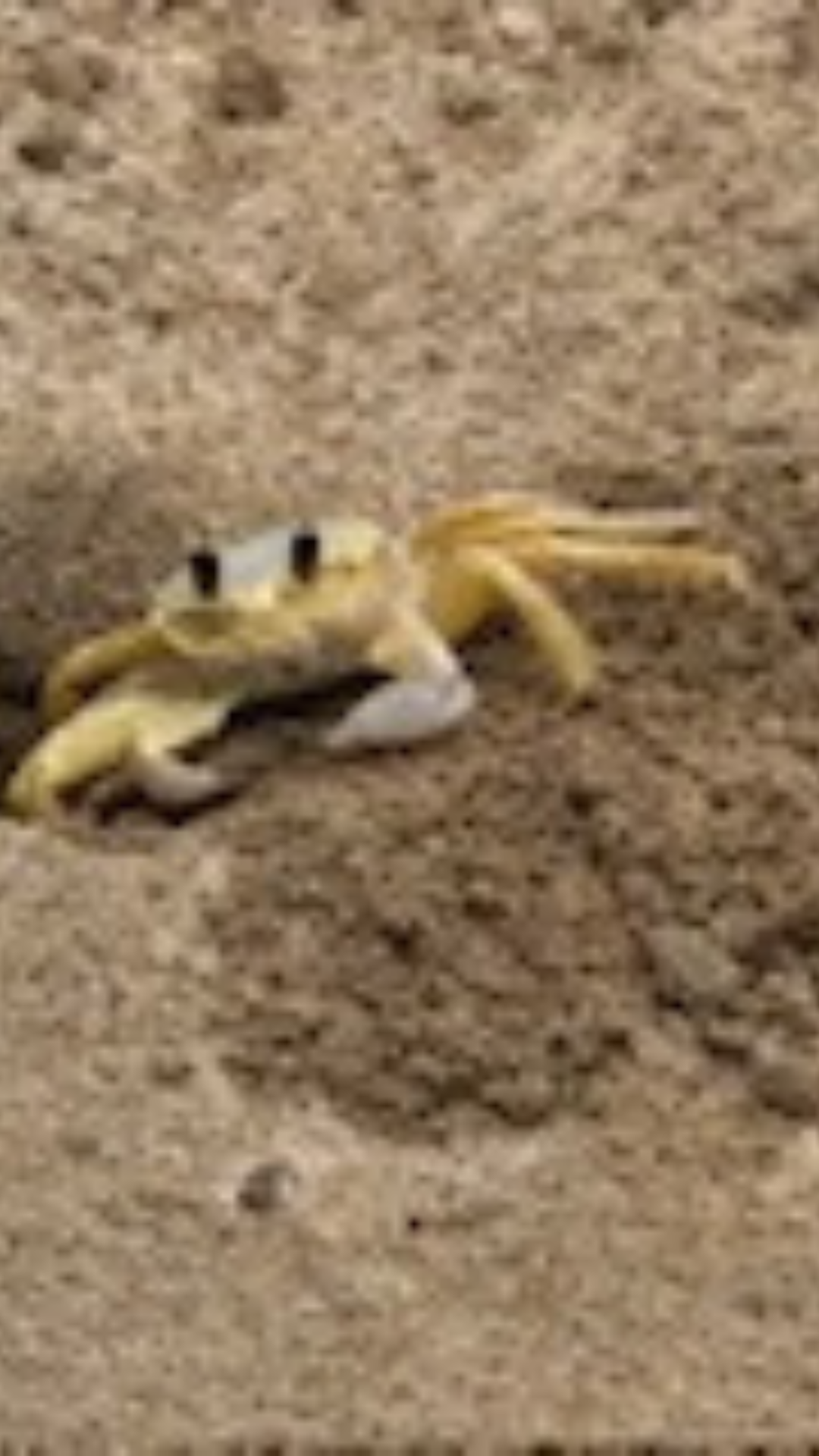 Cell phone or desktop wallpaper, Blue beryl phone wallpaper, blue beryl phone wallpaper Kaleidoscope Background,Jelly fish in the aquarium phone wallpaper, Japanese crab cell phone wallpaper,  Crab in the beach, turtle, one jelly fish,