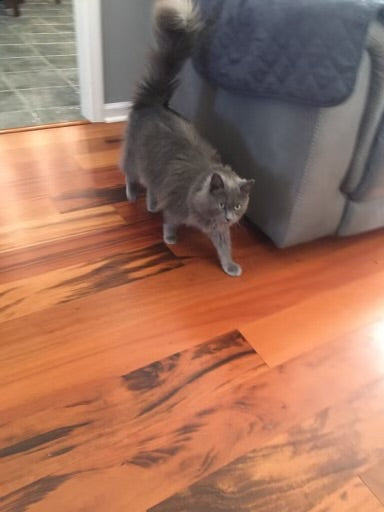 Grey and orange Cat Pictures