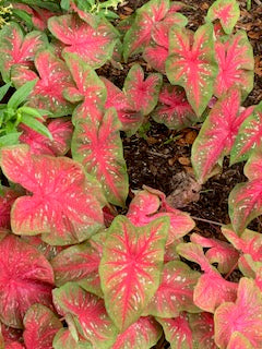 American Beauty Berry, Blood leaf, Busy lizzie orange, Busy Lizzie Pink, Perilla coleus, Heart of jesus pictures