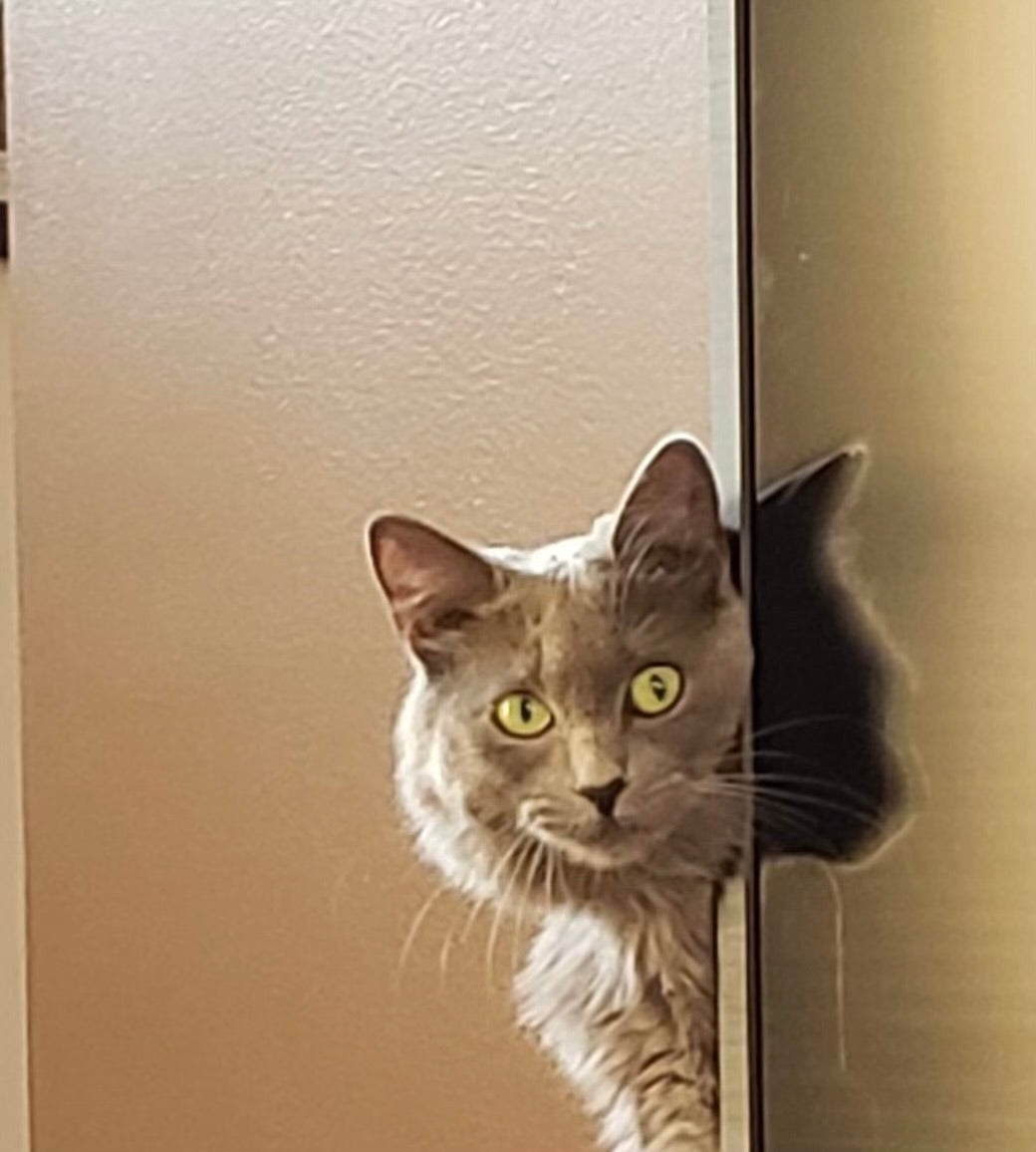 Grey and orange Cat Pictures