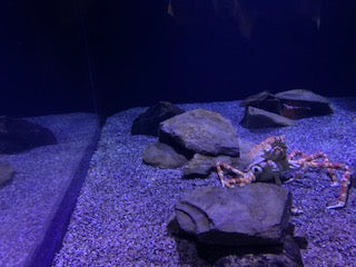 Japanese spider crab and sea urchins