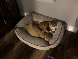 Grey and orange Cat Pictures