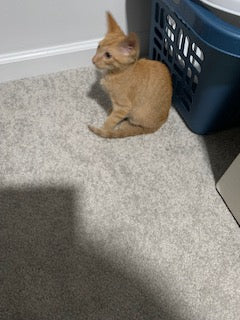 Grey and orange Cat Pictures