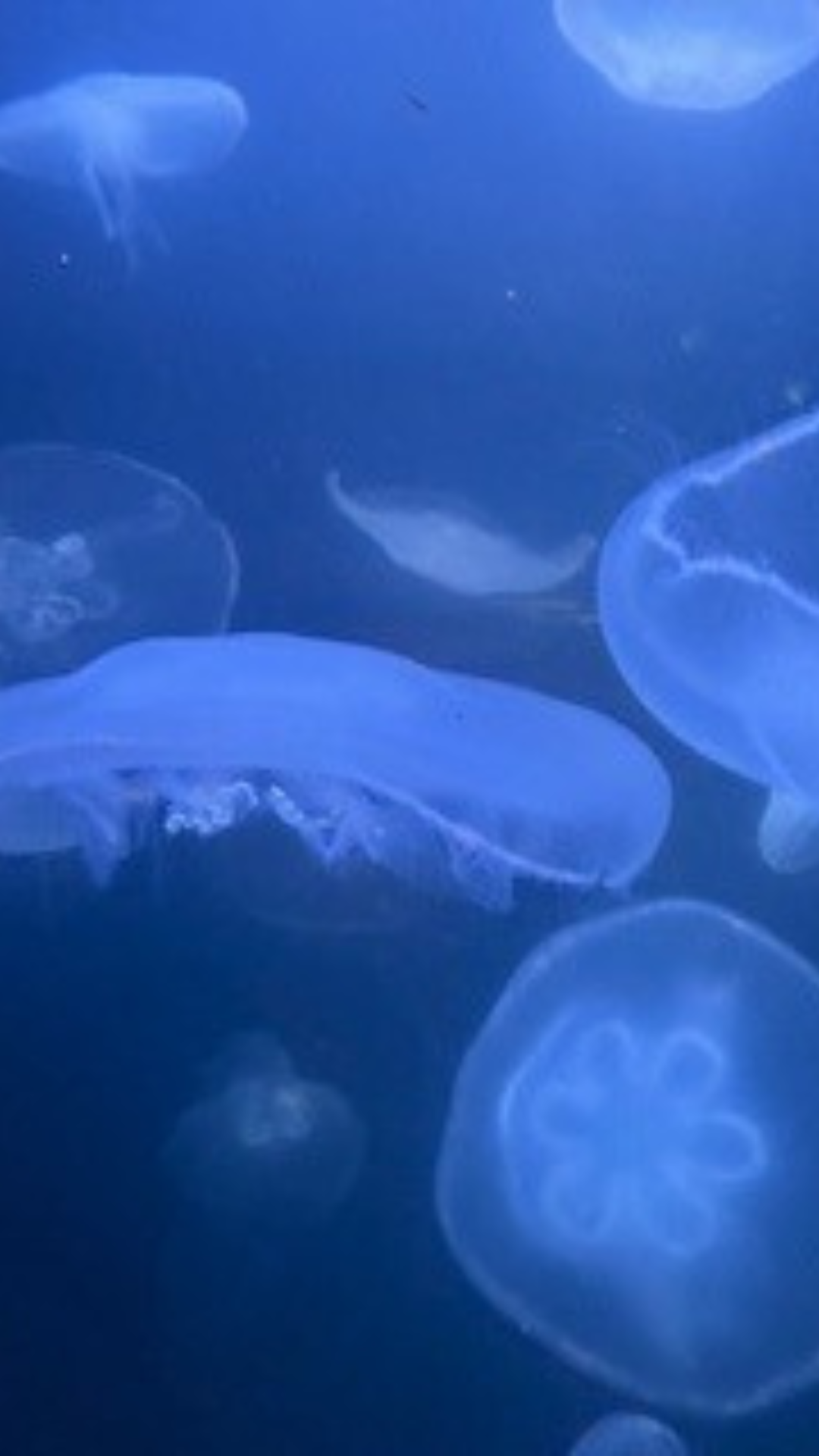 Cell phone or desktop wallpaper, Blue beryl phone wallpaper, blue beryl phone wallpaper Kaleidoscope Background,Jelly fish in the aquarium phone wallpaper, Japanese crab cell phone wallpaper,  Crab in the beach, turtle, one jelly fish,