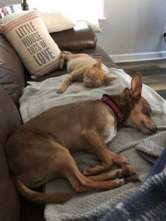 Grey and orange Cat Pictures