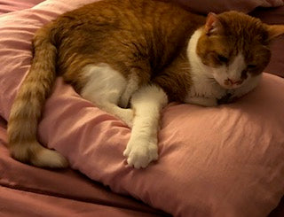 Grey and orange Cat Pictures