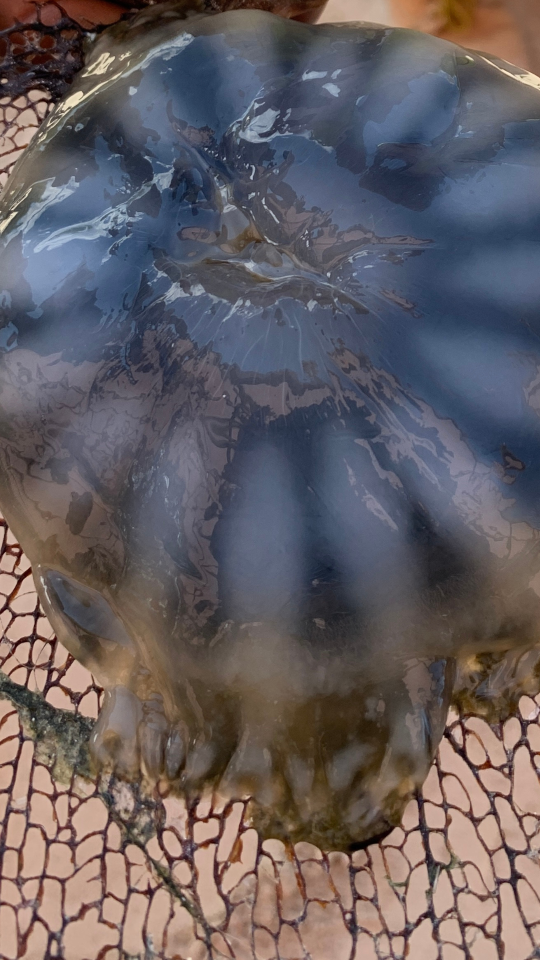 turtle. Japanese crab, Jelly fish, Jelly fish in the aquarium, crab in the beach, cellphone wallpaper