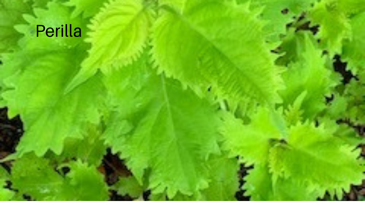 Orange, Pink, Red flower, lily, lily pod, Perilla,  Heart of Jesus, Coleus plant, thumbnail