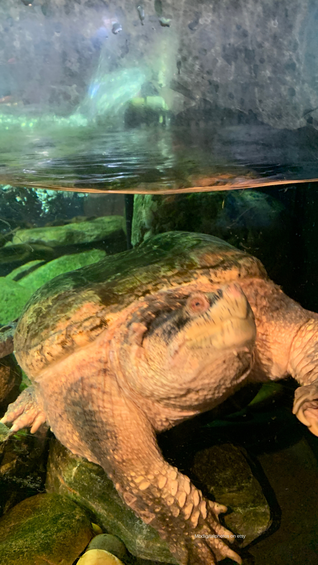 Cell phone or desktop wallpaper, Blue beryl phone wallpaper, blue beryl phone wallpaper Kaleidoscope Background,Jelly fish in the aquarium phone wallpaper, Japanese crab cell phone wallpaper,  Crab in the beach, turtle, one jelly fish,