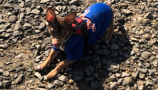 Pictures for your projects