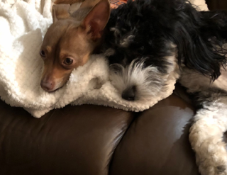 Dogs