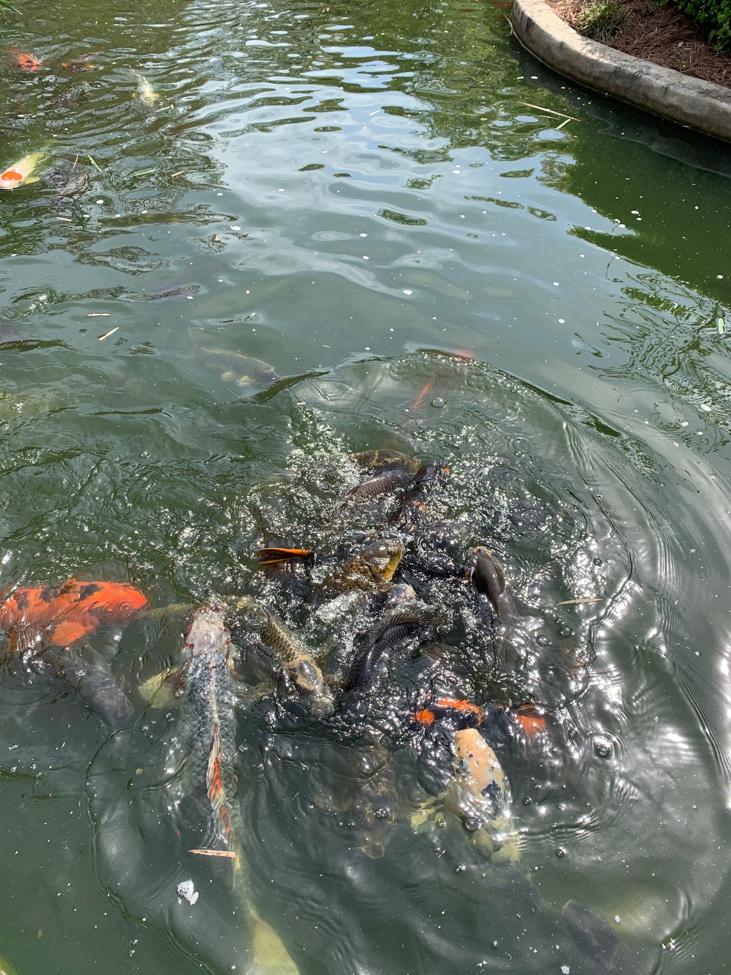 Koi fish bearers of good fortune and positive energy pictures