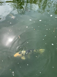 Koi fish bearers of good fortune and positive energy pictures