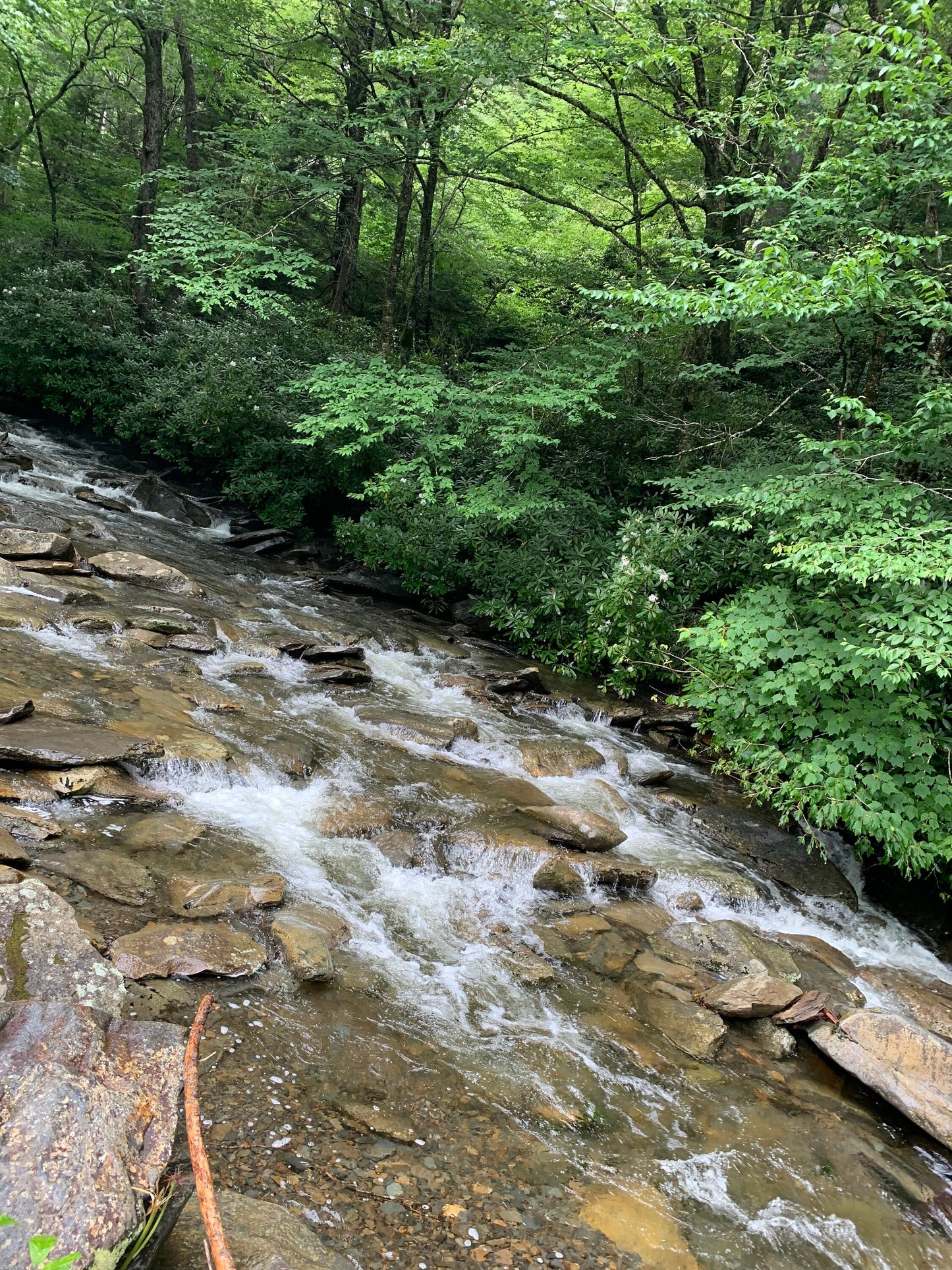 Stream in the Smokey mountains.
