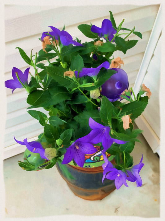 Picture of a ballon flower. This can be used for any of your creative endeavors like videos, books, bogs, blogs