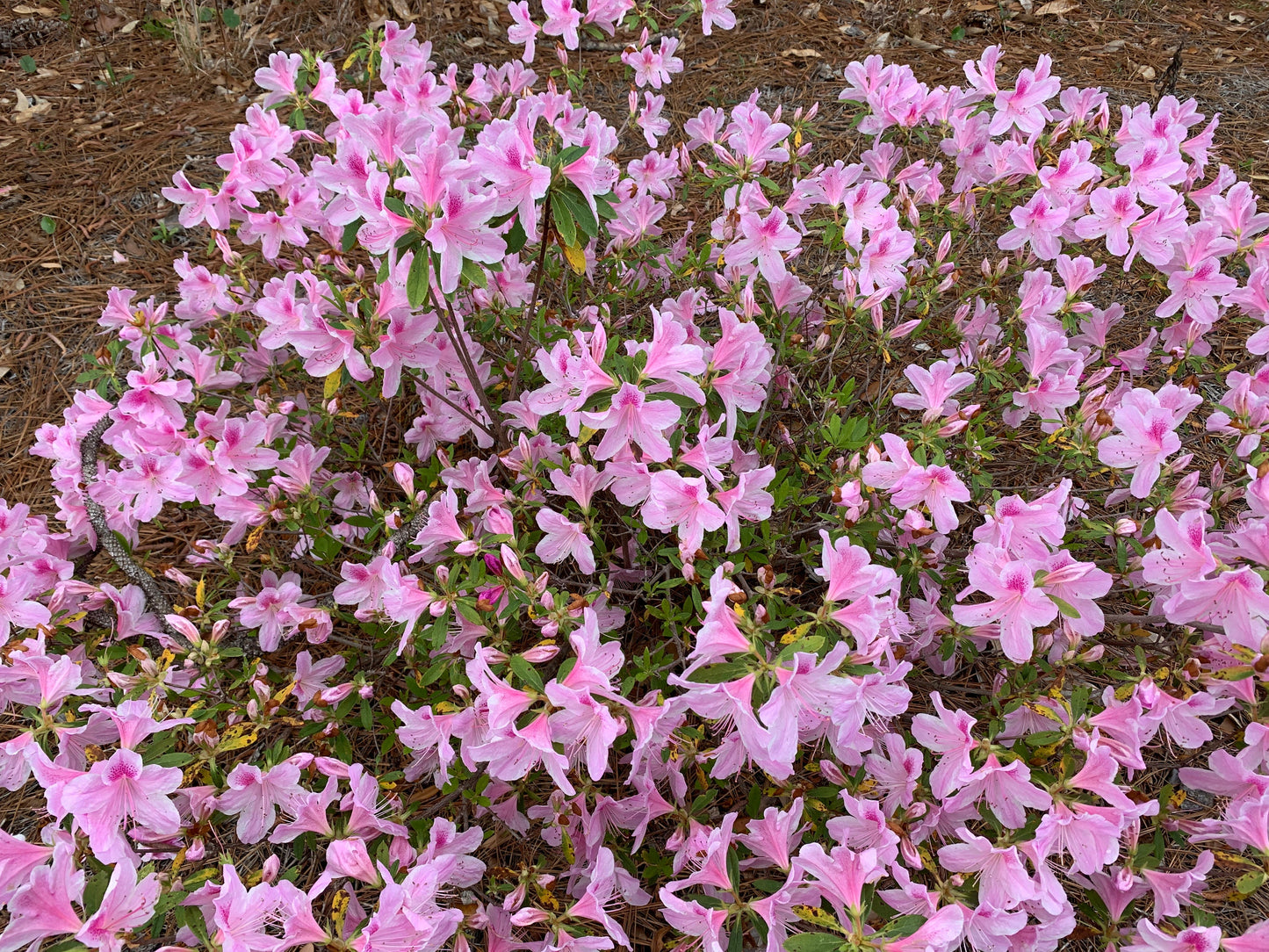 Royal Poinciana and other flower thumbnail