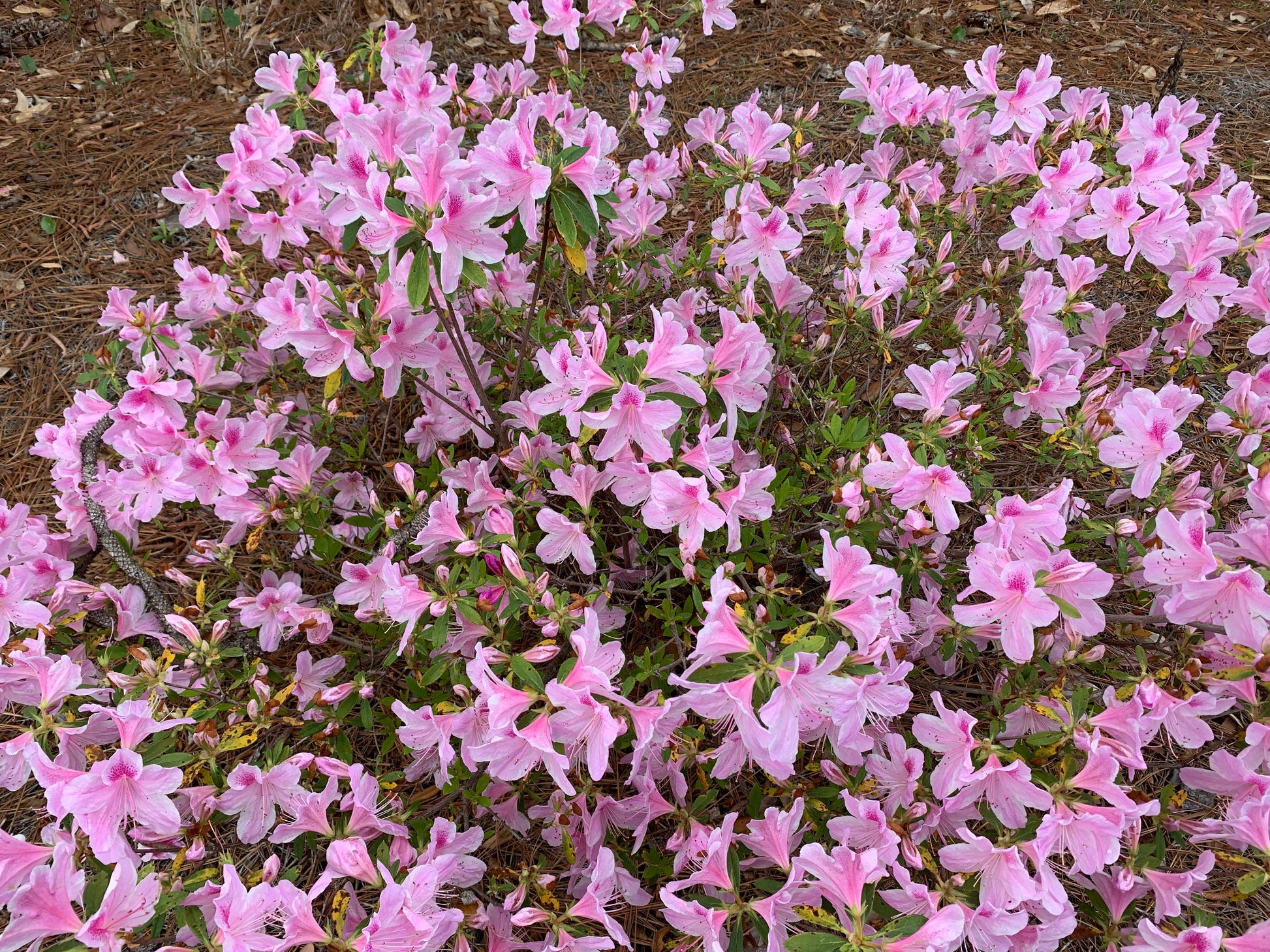 Royal Poinciana and other flower thumbnail