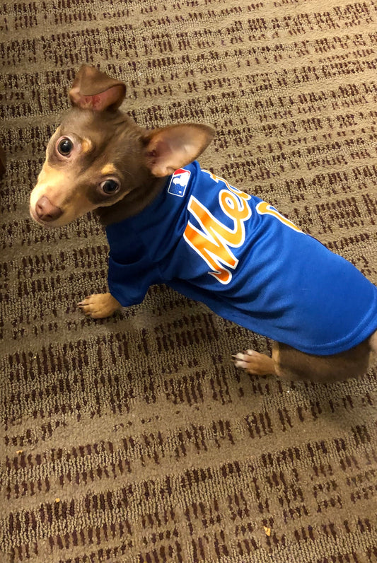 One of the smallest Mets fan. This picture would look good in any kid&#39;s room but get creative maybe you have a daycare., in the dog hotel, maybe you train dogs etc.
