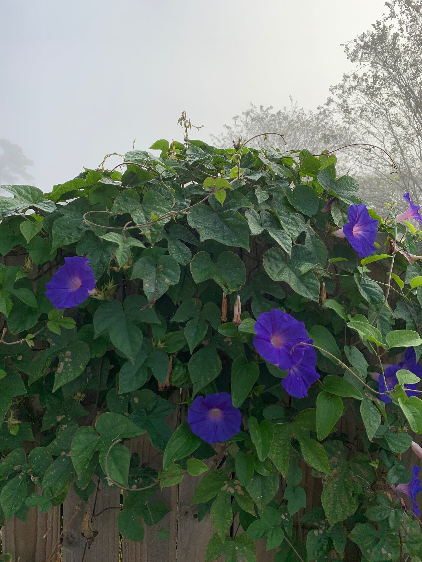 Royal Poinciana and other flower thumbnail
