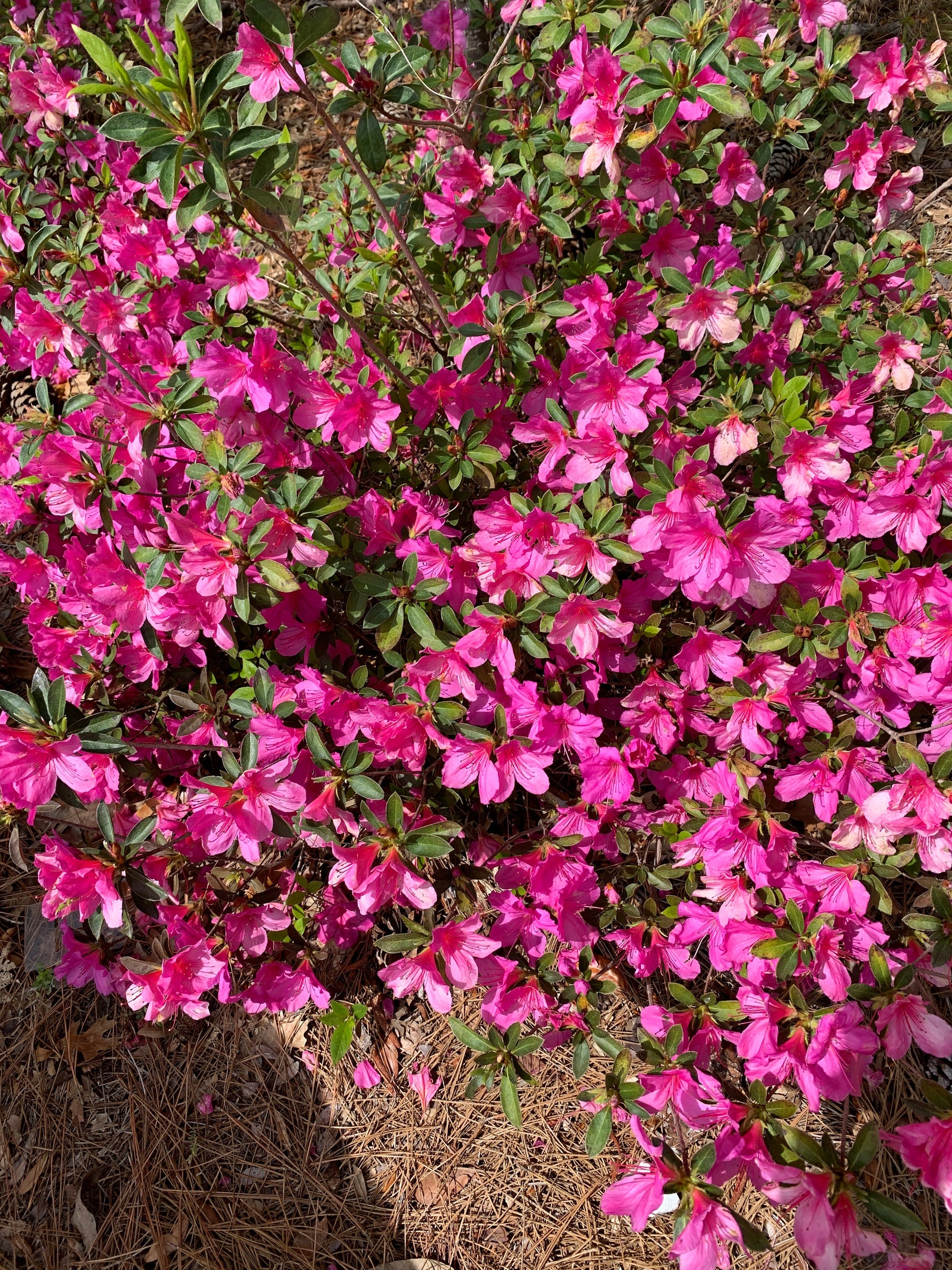 Royal Poinciana and other flower thumbnail