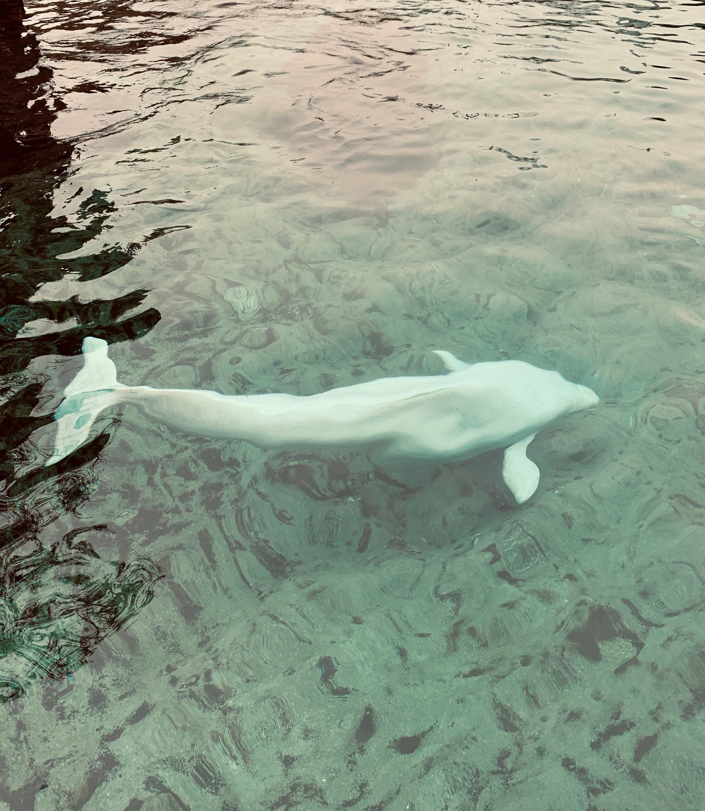 Belugas whale