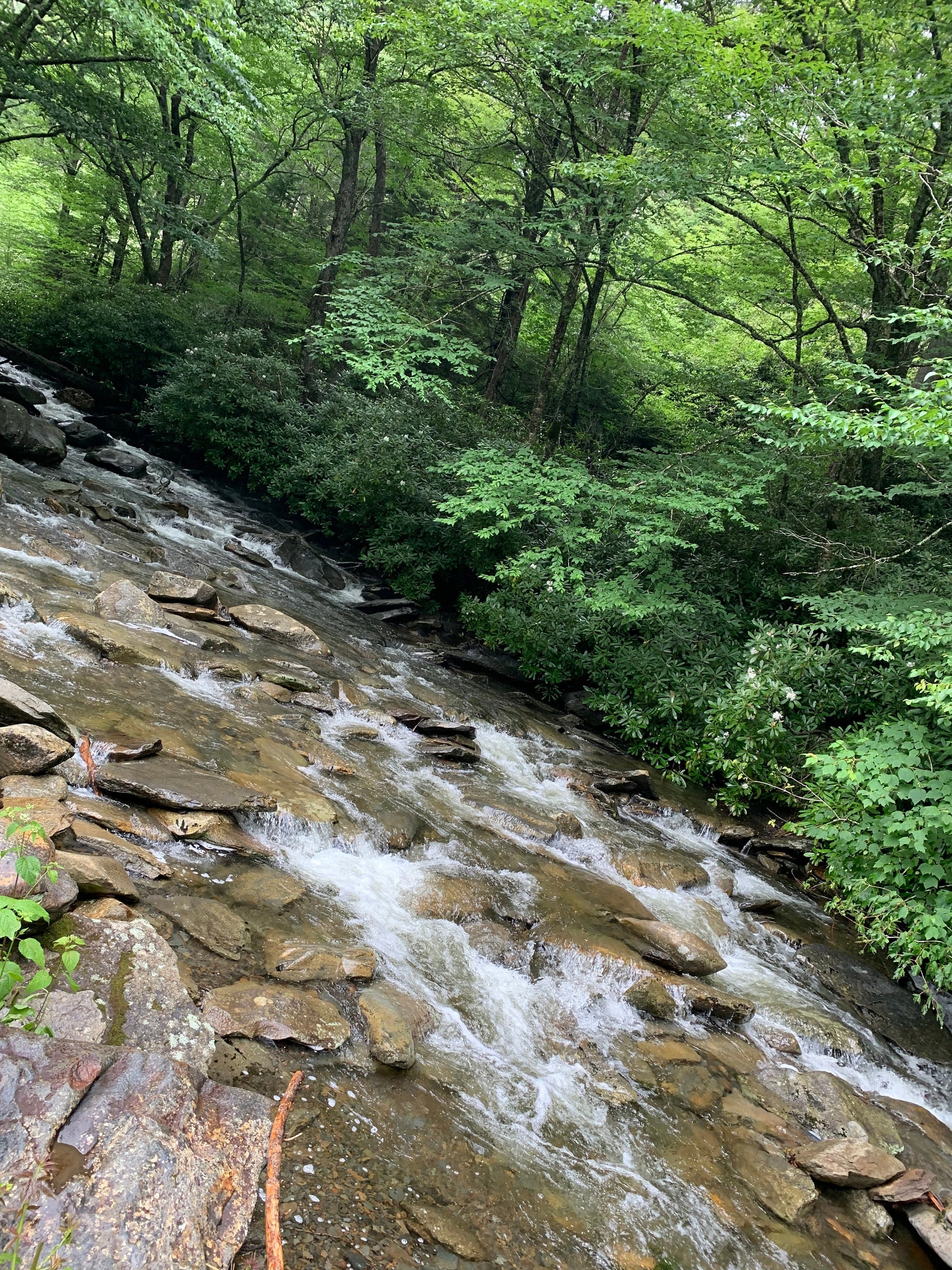 Stream in the Smokey mountains.