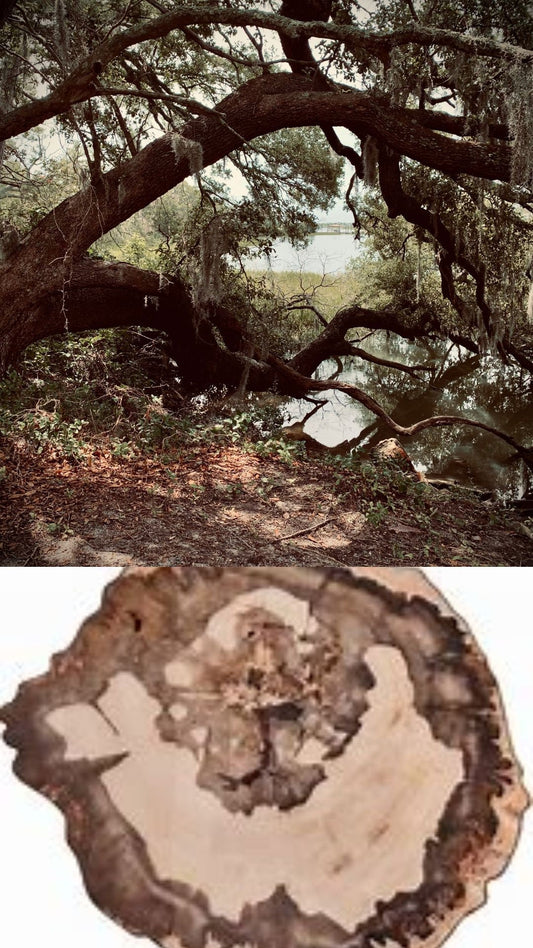 Petrified wood cell phone wallpaper