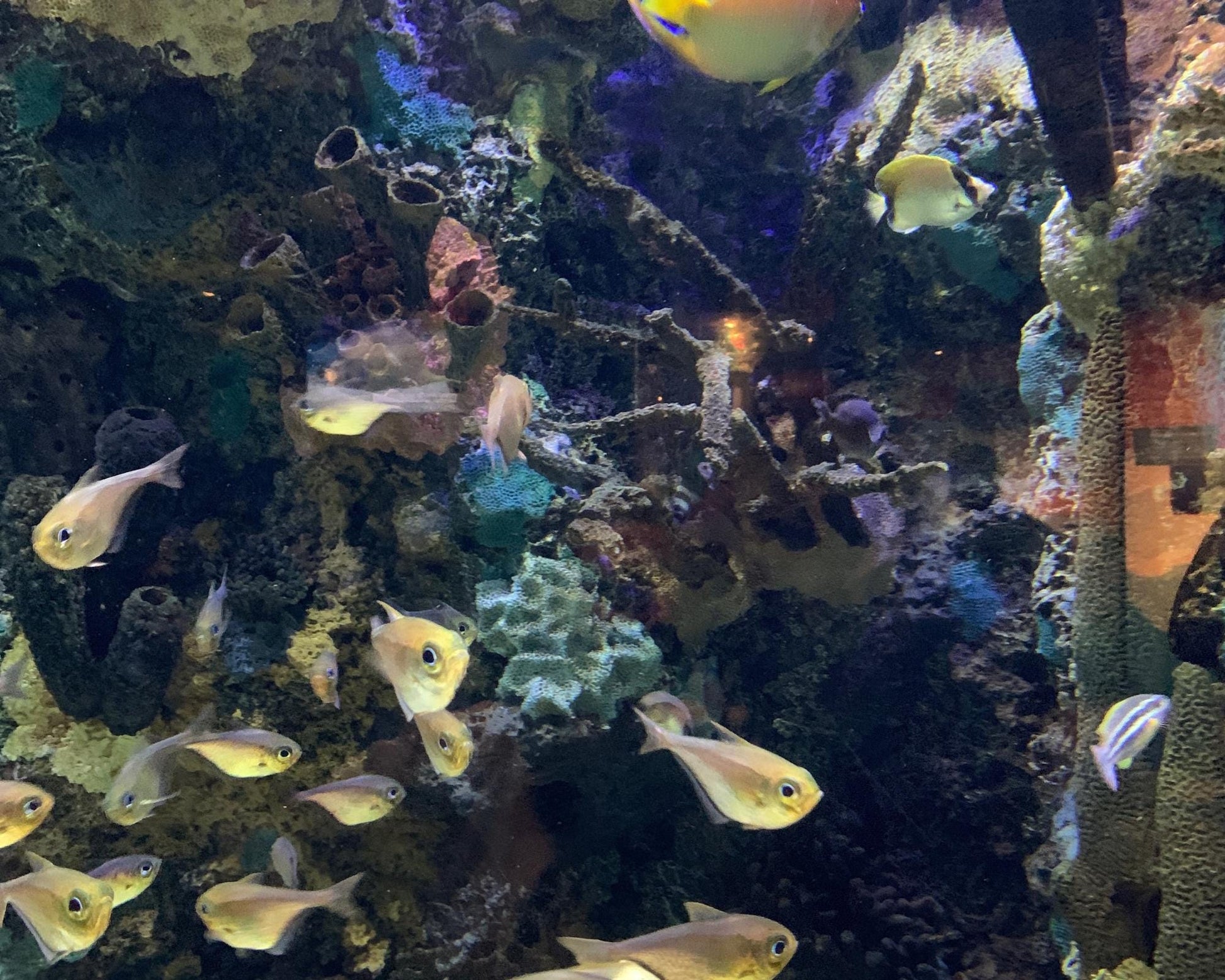 Tropical fish poster 20x16 in