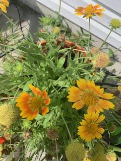 Different color flower thumbnail