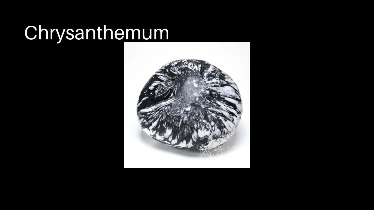 Chrysanthemum stone thumbnail
