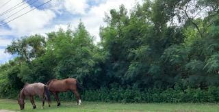 Horses