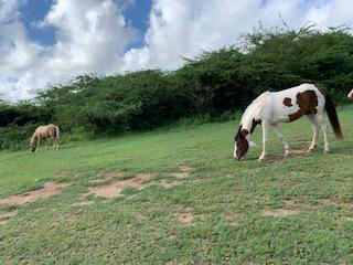 Horses