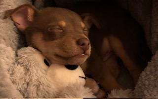 Chaco the dog