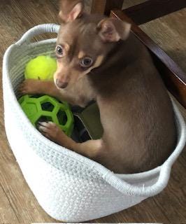 Chaco the dog