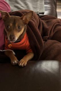Chaco the dog