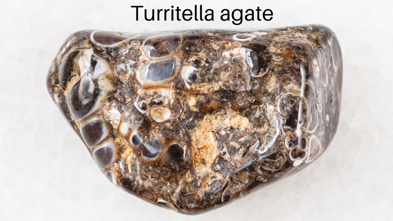 Turritella Agate Thumbnail