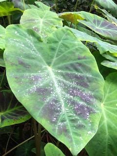 Beautiful pictures of plants